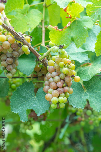 Wallpaper Mural detail of grapes in the vineyard Torontodigital.ca