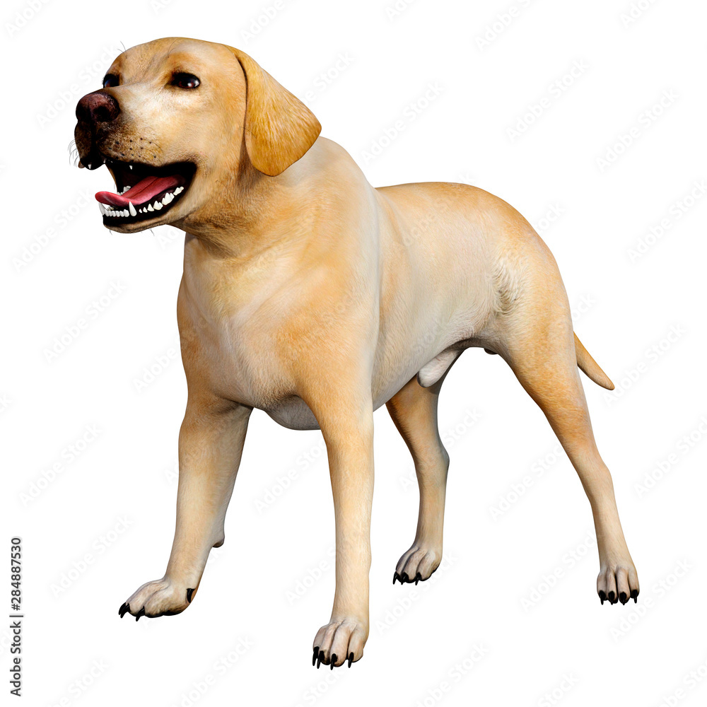 3D Rendering Labrador Dog on White 3D Rendering Labrador Dog on White