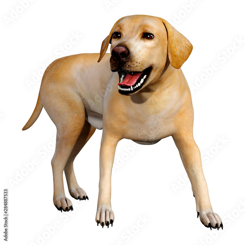 3D Rendering Labrador Dog on White