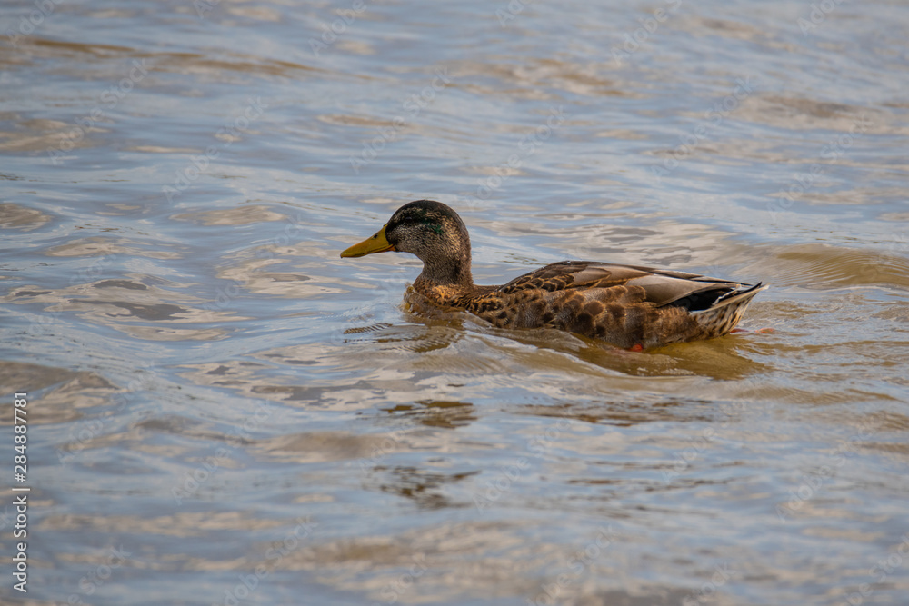 Ducks frolic at the Weser in Bremen Germany Ducks frolic at the Weser in Bremen Germany