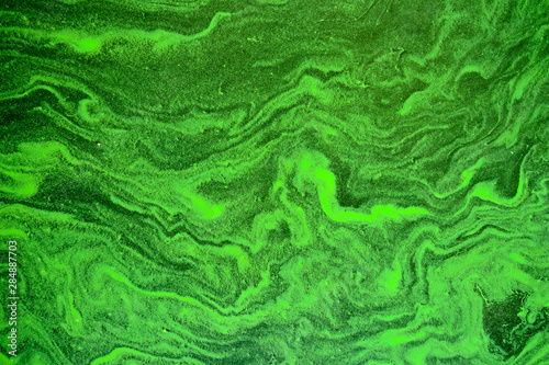 Stampa su tela Blooming blue-green algae (Cyanobacteria)