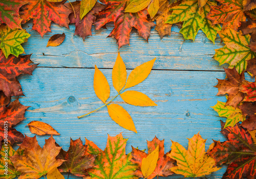 Autumn yellow leaves on old blue wooden background.