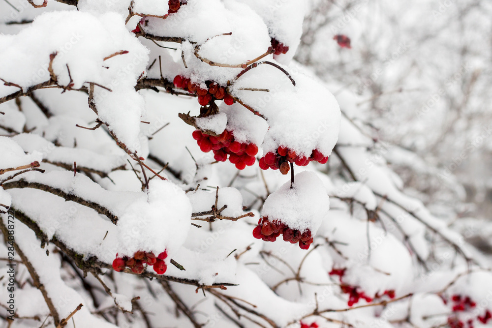 Red clusters of viburnum, covered with a hat of snow_