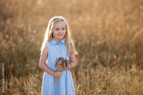 A little blonde girl is standing in a wheat field in summer with spikelets in her hands.