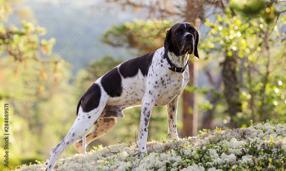 Dog english pointer