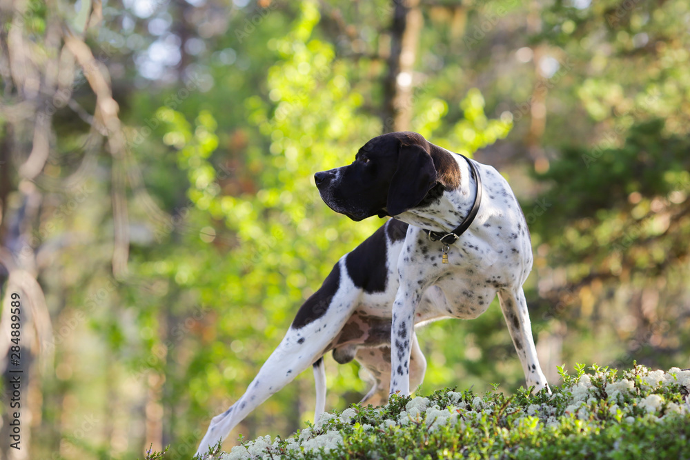 Dog english pointer