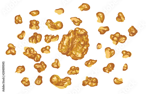 Vector isolated pattern with hand-drawn realistic walnuts, like paints, juicy colors, appetizing looks, fresh, tasty pices of nut, natural colors. Summer wild nuts ripe, scattered, tasty, appetising
