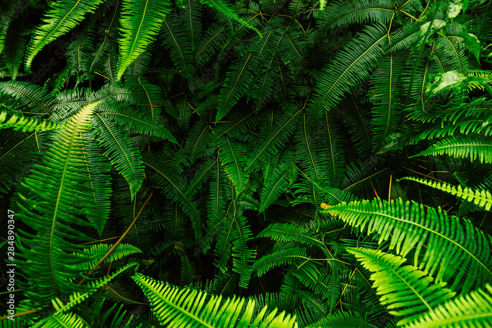 Abstract background of fern leaves. Light and shade in the morning. Abstract background of fern leaves. Light and shade in the morning.
