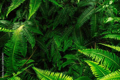 Abstract background of fern leaves. Light and shade in the morning.