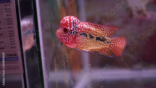 Flowerhorn Louhan Fish