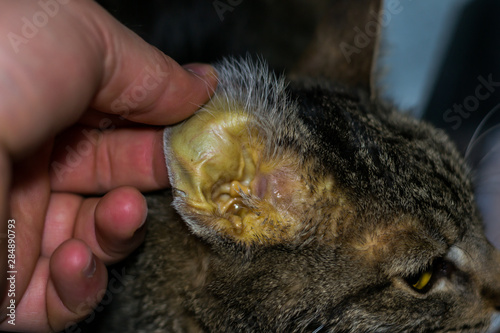 adult cat with liver faiure, jaundice skin and dehydration photo