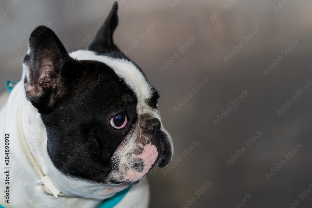 french bulldog portrait at the veterinary clinic in metallic cage