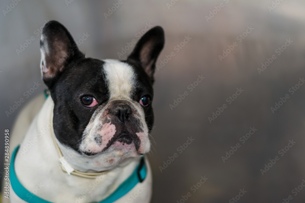 french bulldog portrait at the veterinary clinic in metallic cage