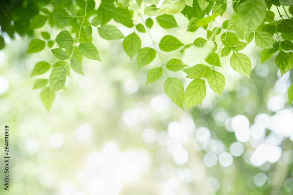 Close up of nature view green Millingtonia hortensis leaf on blurred greenery background with bokeh and copy space using as background natural plants landscape, ecology wallpaper concept. Close up of nature view green Millingtonia hortensis leaf on blurred greenery background with bokeh and copy space using as background natural plants landscape, ecology wallpaper concept.