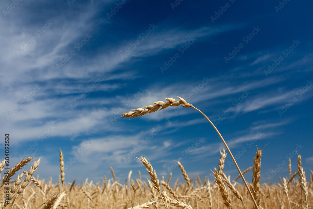 Obraz premium ears of wheat against the blue sky