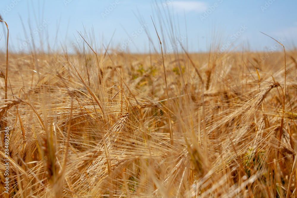 Obraz premium Golden wheat field turning into blue sky