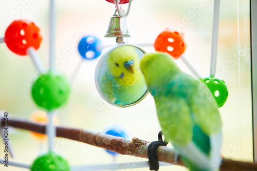 rainbow budgie plays with a mirror