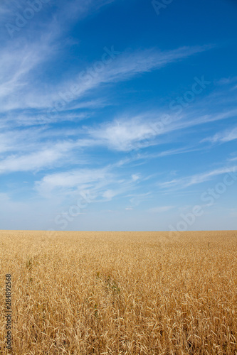 Golden wheat field turning into blue sky