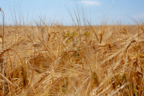 Golden wheat field turning into blue sky