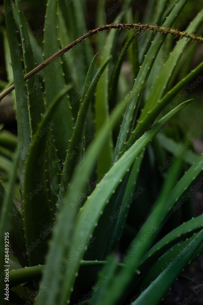 Fototapeta premium Aloe Vera colombiano