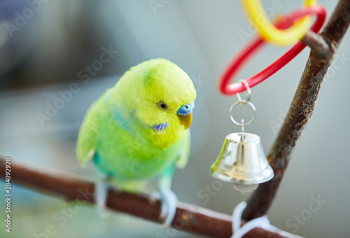 rainbow budgerigar plays with a bell
