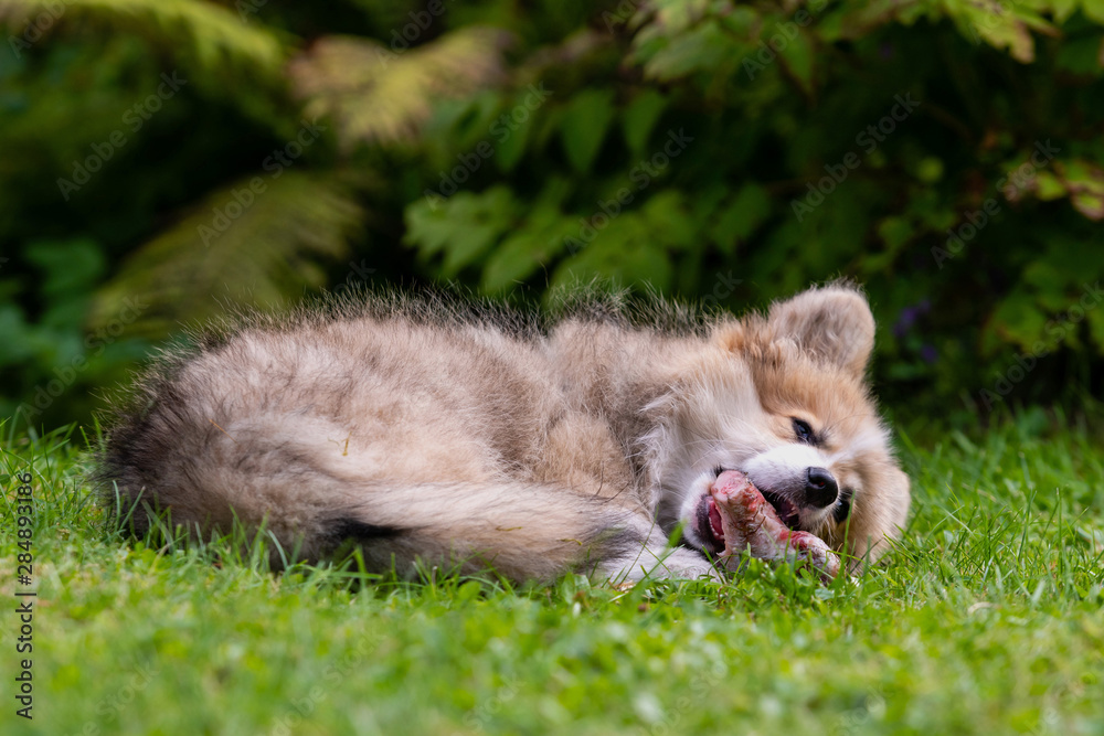 Welsh Corgi puppy lying in a green grass near a bush and gnawing a bone - image