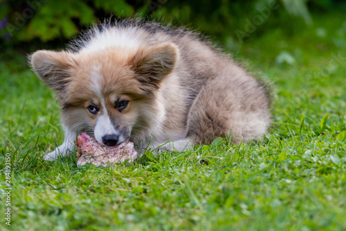 Welsh Corgi puppy lying in a green grass near a bush and gnawing a bone image