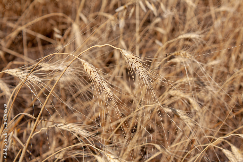 Fototapeta premium field of ripe Golden wheat (closeUP)