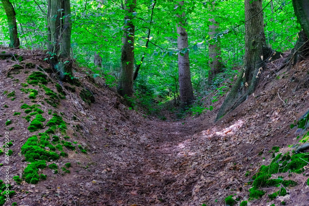 Fototapeta premium Waldweg