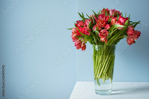 Fototapeta Naklejka Na Ścianę i Meble -  Beautiful bouquet of red tulips in a glass vase on a white table in a bright interior . Against a light blue wall.
