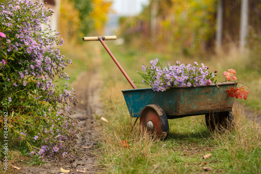 Tuinposter Kruiwagen met bloemen in de tuin bij het dorp. Herfst landelijk  stilleven - Nikkel-Art.nl