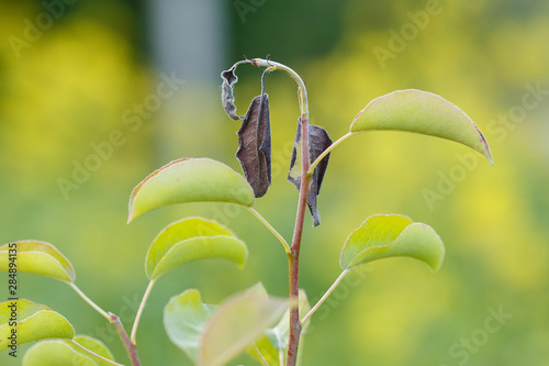 Erwinia amylovora bacteria atacks fruit trees leaves. Disease of fruit trees.