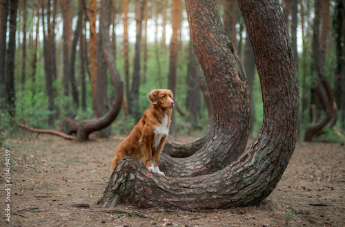 dog in the forest. Crooked forest in Poland. Pet traveler. Nova Scotia Duck Tolling Retriever for a walk