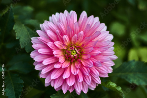 Dahlia with pink petals and yellow pistil