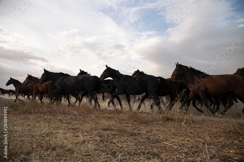 a plain with beautiful horses in sunny summer day in Turkey. Herd of thoroughbred horses. Horse herd run fast in desert dust against dramatic sunset sky. wild horses  © FATIR29