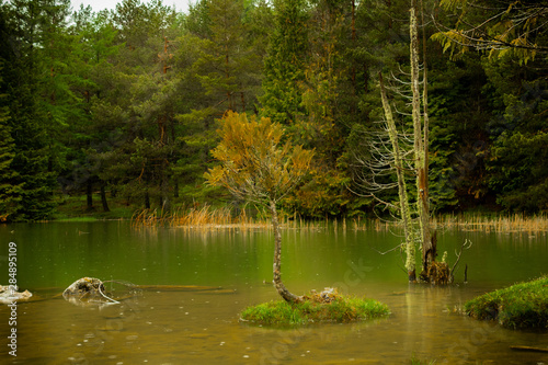 a rainy day in the Opakua forest photo