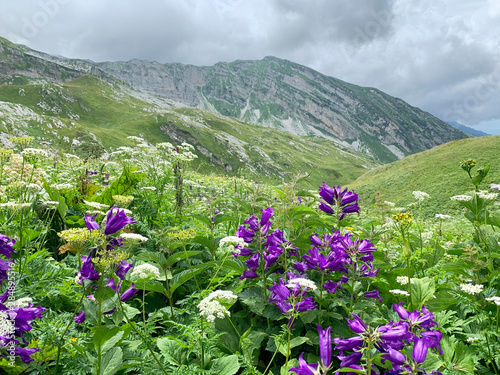 Abkhazia   Arabica plateau in foggy summer morning. Flowering deep-belled flowers