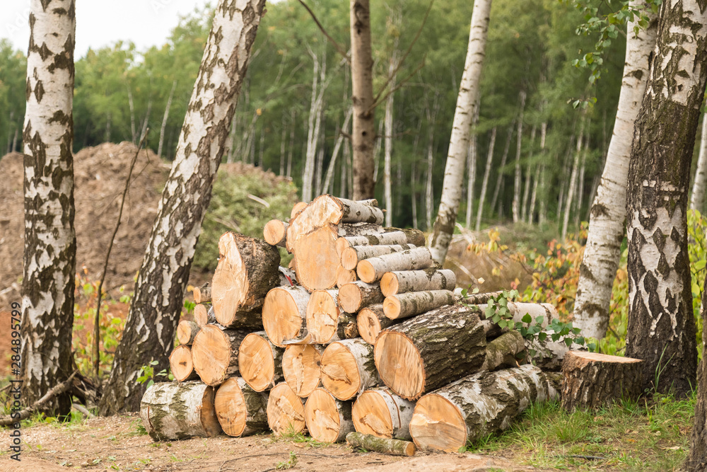 Preparation of timber. The cut-down trunks of birches lie accurately put on a glade at the wood in the summer in sunny dry weather. The forest on a background Preparation of timber. The cut-down trunks of birches lie accurately put on a glade at the wood in the summer in sunny dry weather. The forest on a background