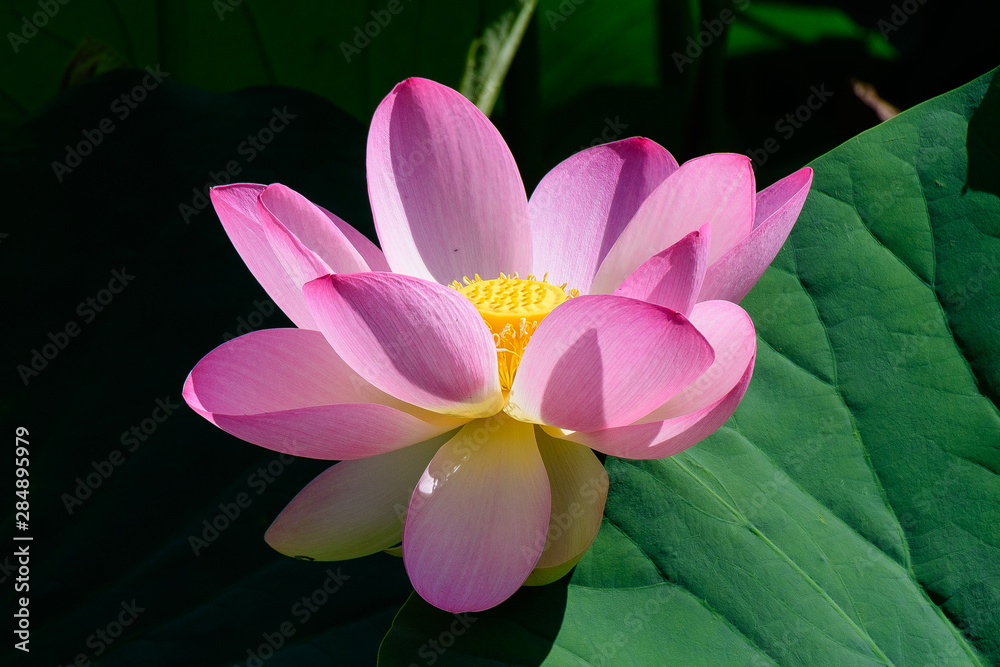Beautiful large pink waterlily or lotus (latin Nelumbo nucifera or Nymphea lotus) flower in full bloom on a lake in a sunny summer day Beautiful large pink waterlily or lotus (latin Nelumbo nucifera or Nymphea lotus) flower in full bloom on a lake in a sunny summer day