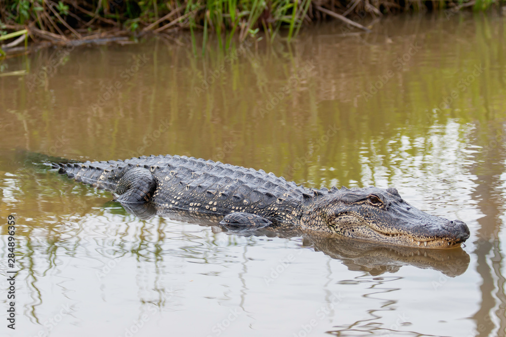Alligator afternoon swimming in the swamp in Texas