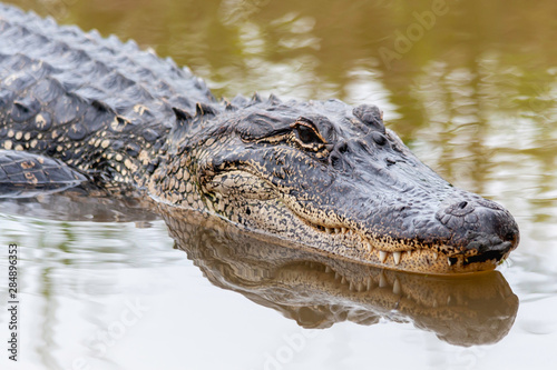 Alligator Swimming in the Swamp