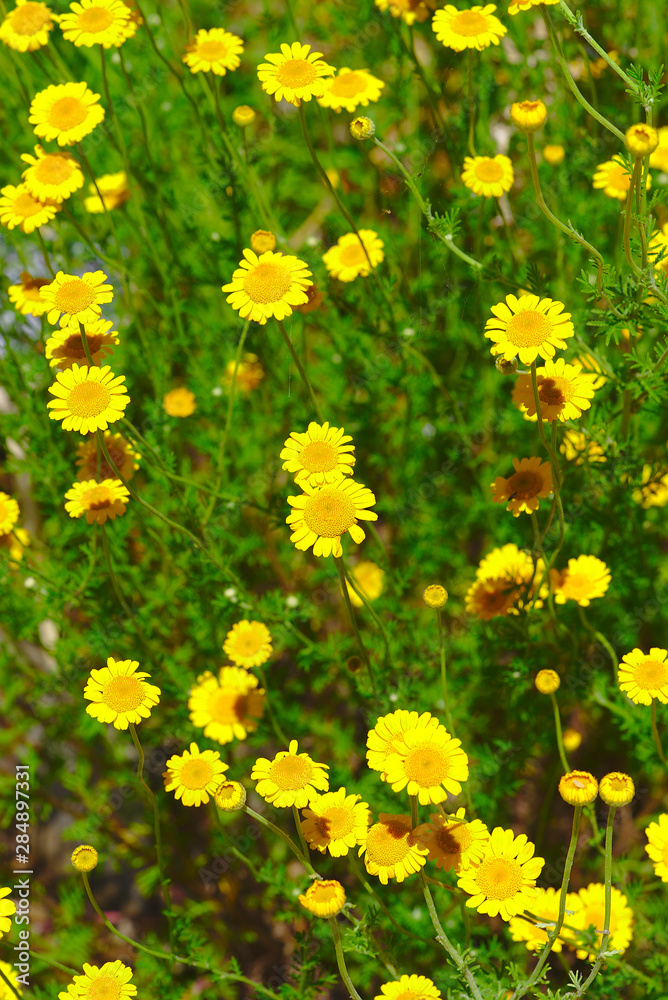 Fototapeta premium parterre, bosquet de fleurs d'Anthémis jaune. Anthemis tinctoria, Anthémis des teinturiers