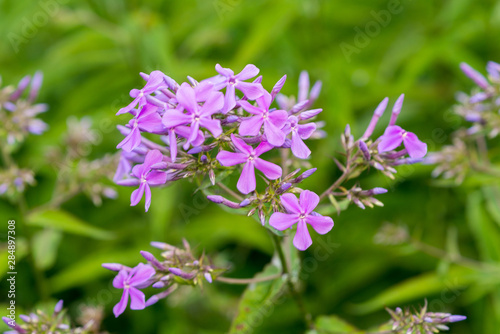 Wallpaper Mural pink flowers and green background Torontodigital.ca