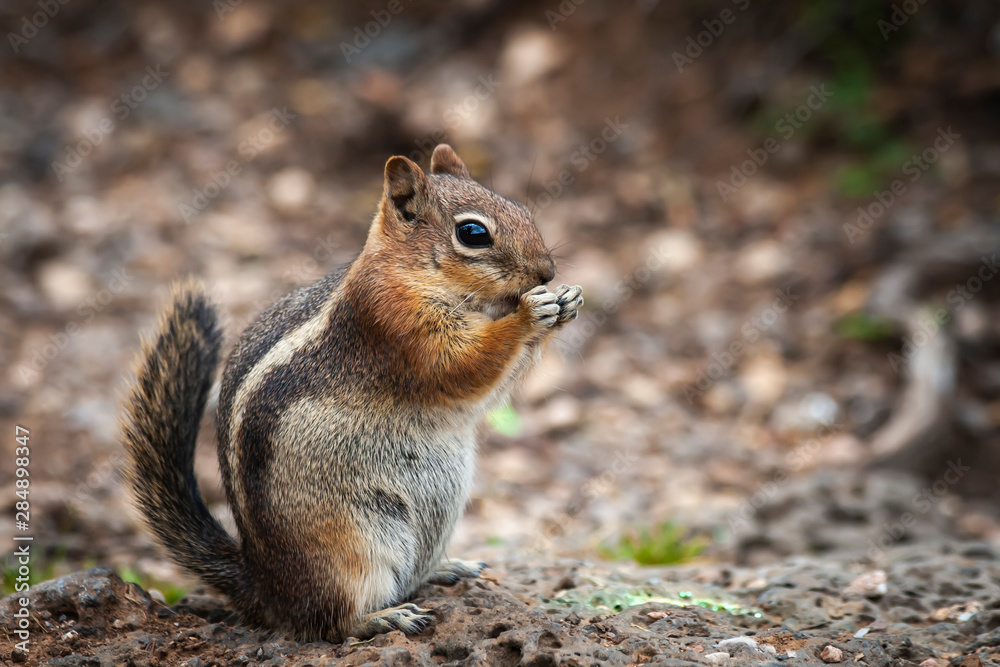 Obraz premium Bushy Striped Tail Chipmunk