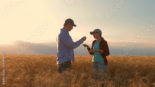 Farmers male and female working with a tablet in a wheat field, in the sunset light. businessmen studies income in agriculture. agronomists with tablet study wheat crop in field. agriculture concept.