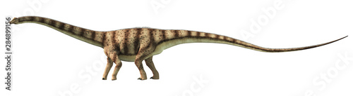 Diplodocus was a sauropod dinosaur that lived in North America during the late Jurassic. Here is is pictured on a white background.   3D Rendering.
