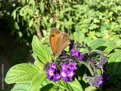 Coenonympha butterfly sits on a yellow Rudbeckia flower photo