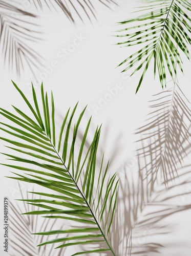 Tropical palm green leaves on  light pastel background. Unobtrusive botanical...