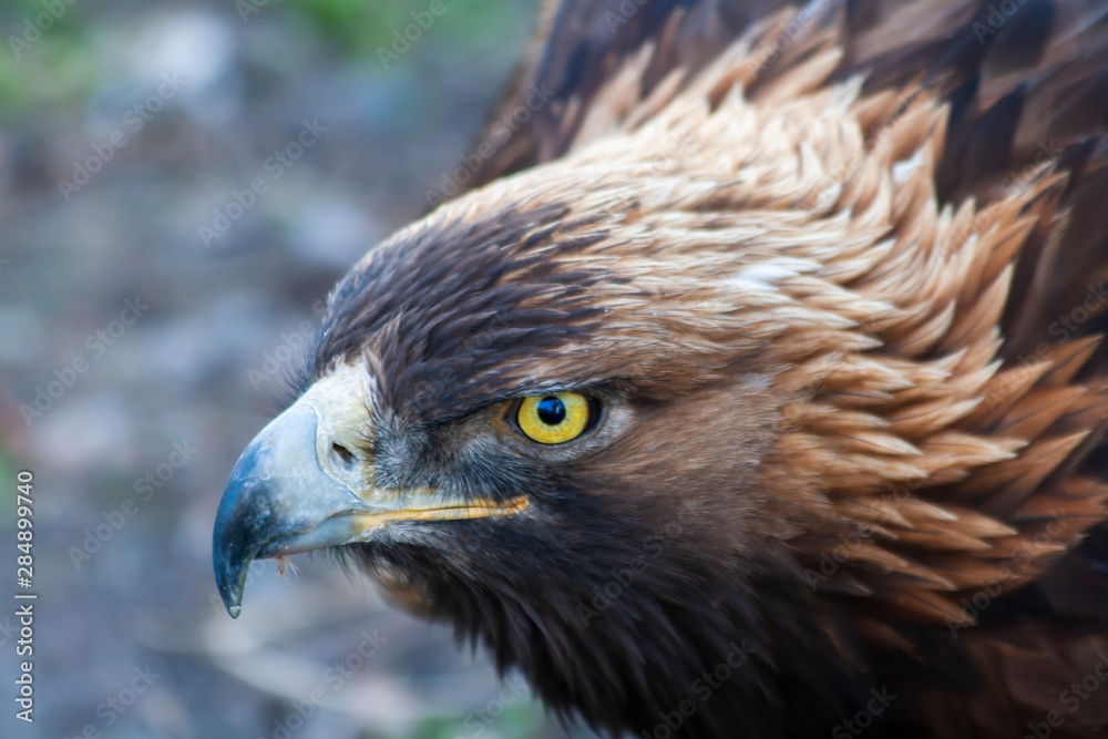 Obraz premium Golden Eagle