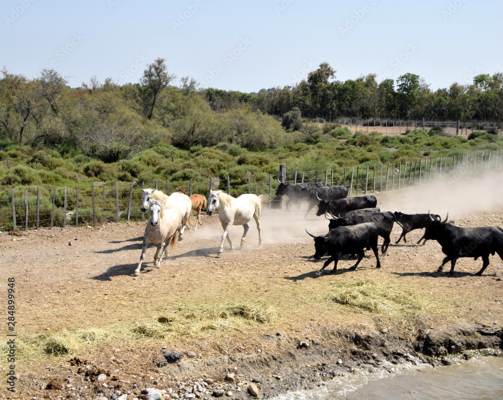 Wild bulls and horses of the Camargue, Southern France Wild bulls and horses of the Camargue, Southern France